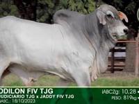 Lote 17