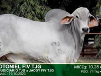 Lote 18