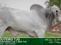 Lote 20