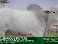 Lote 19