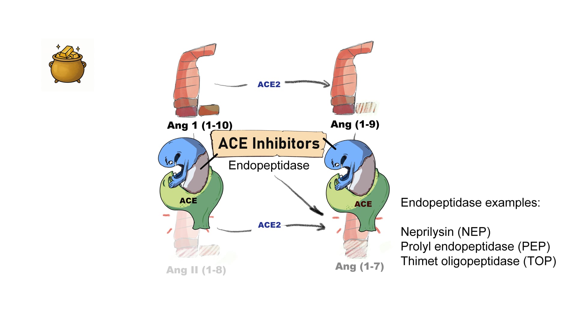 ACE Inhibitors in Heart Failure and Myocardial Infarction Mechanisms ...
