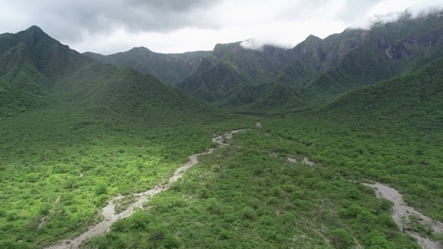 Spectacled Bear Conservation