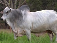 Lote 01