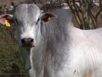 Lote 07