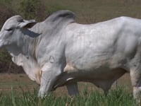 Lote 25