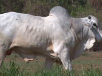 Lote 48