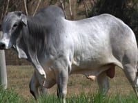 Lote 50