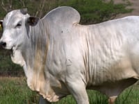 Lote 61