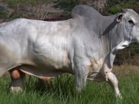 Lote 68
