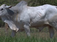 Lote 97