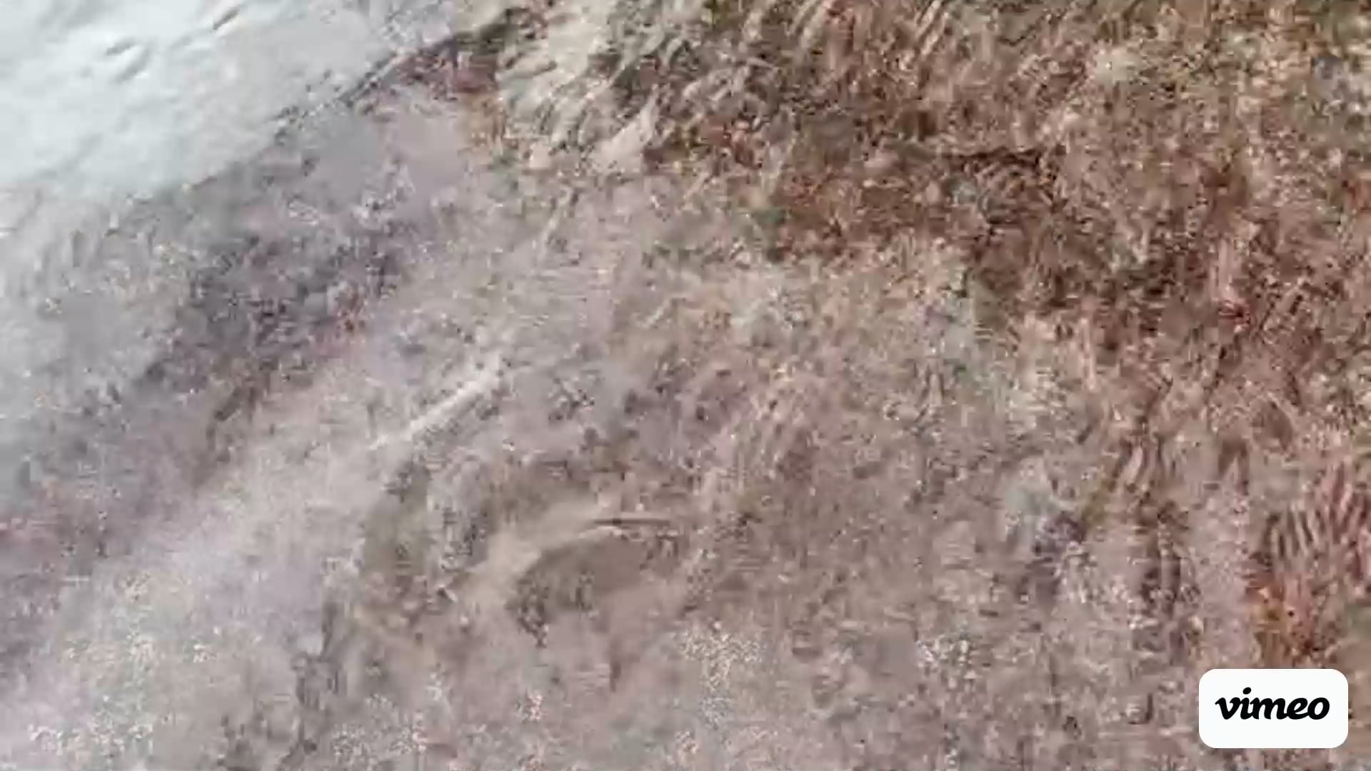 https://i.vimeocdn.com/video/2065837594-2801a96d6782c823ddff364888d01041ab9de83c1c1dd630ebe38bb5b4bf3f42-d