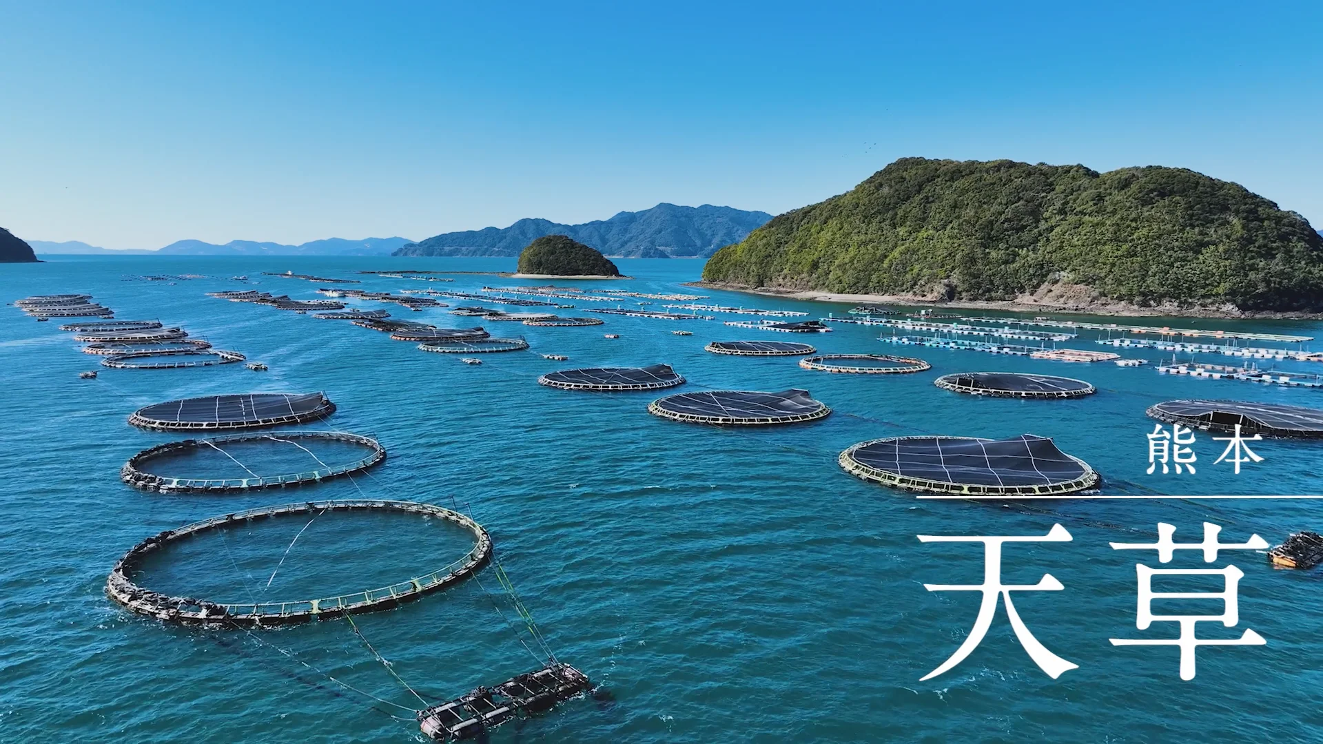 みやび鯛】まるごと2尾セット (約2kg×2) | 坂田水産オフィシャル