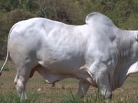 Lote 02