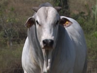 Lote 24