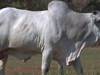 Lote 27