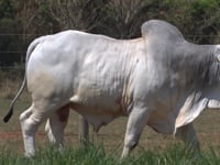 Lote 71