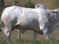 Lote 84