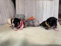 Litters Introduction