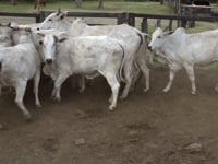 Lote 20