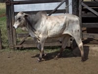 Lote 22