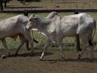 Lote 25