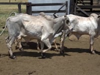 Lote 33