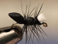 My Favorite Ant
