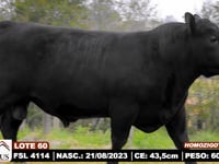 Lote 60