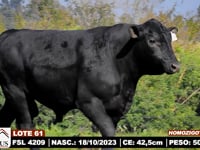 Lote 61