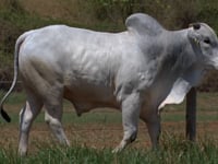 Lote 06