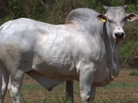 Lote 40