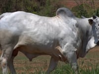 Lote 41