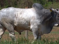Lote 78