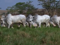 Lote 110