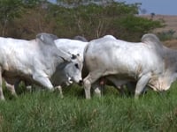 Lote 111