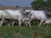Lote 112