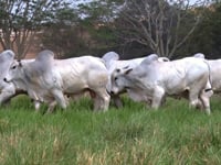 Lote 116