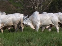 Lote 117
