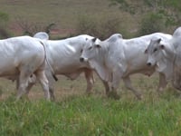 Mega Lote 124