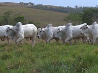 Mega Lote 125