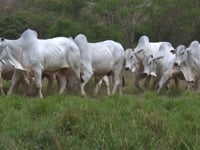 Mega Lote 126