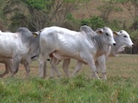 Mega Lote 129