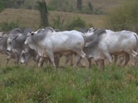 Mega Lote 130