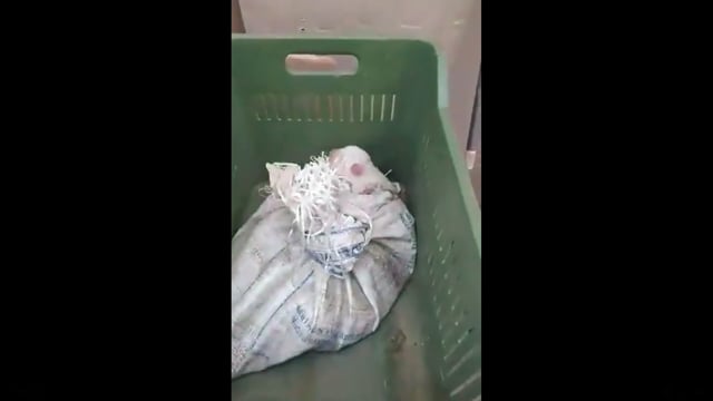 Αμαλιάδα Ηλείας: Συνελήφθη άνδρας που έκλεισε σε τσουβάλι 5 νεογέννητα κουτάβια και ετοιμαζόταν να τα πετάξει 16-7-2022