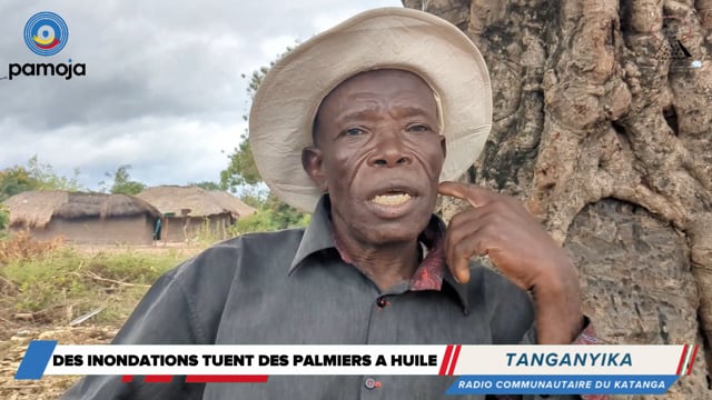 Des palmiers noyés par les crues