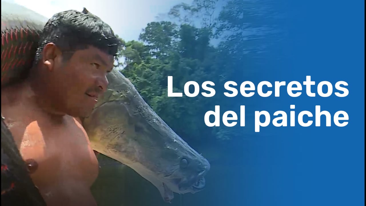 Puinahua: el paiche que impulsa desarrollo y esperanza en la Amazonía