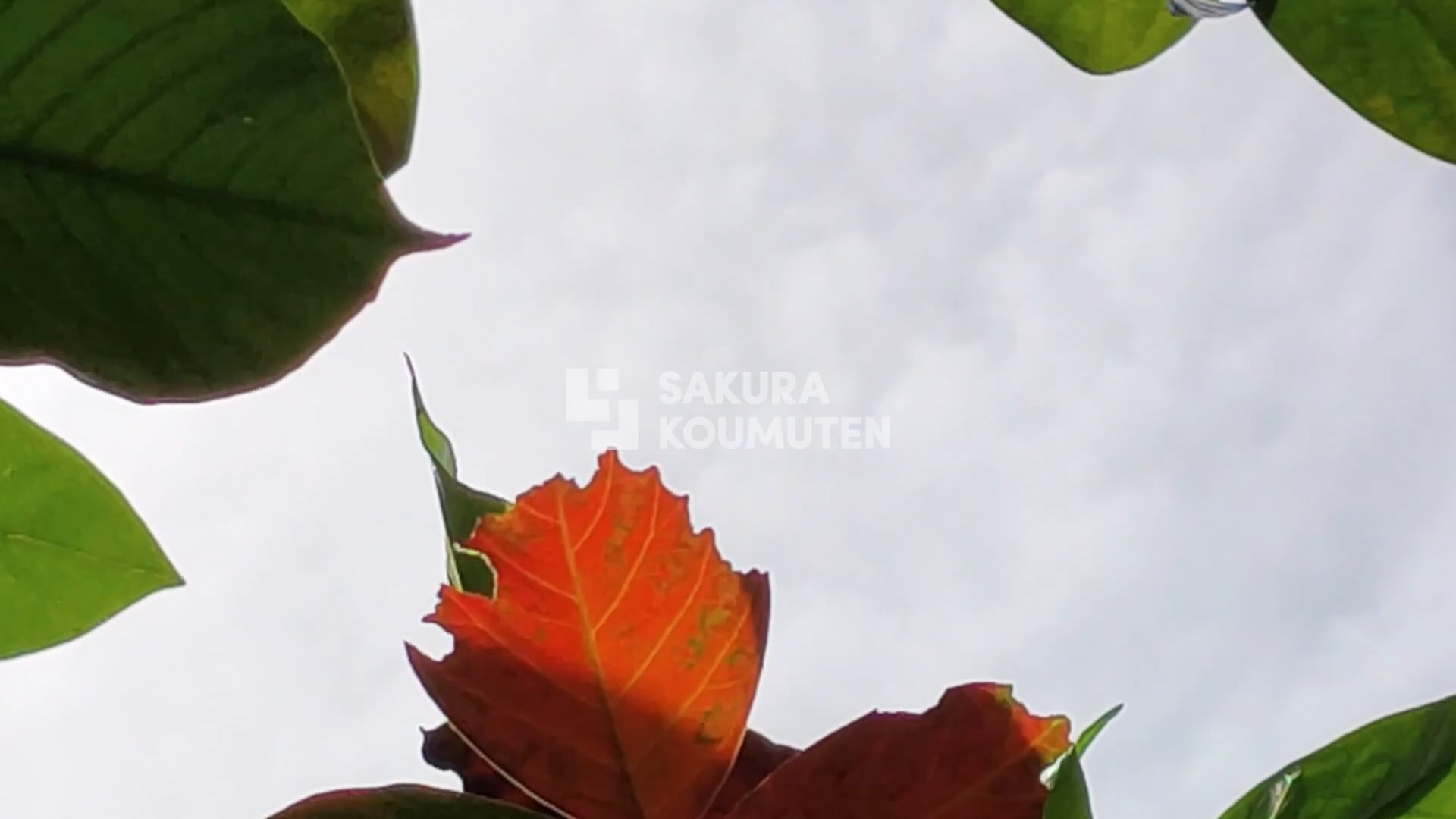 薪ストーブに憩う、自然の心地よさに満ちた木の家