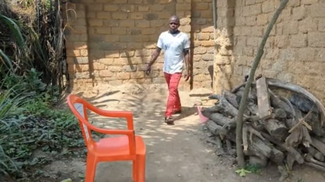 Disparition des perroquets gris