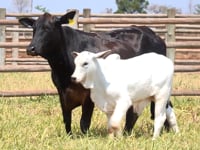 Lote 01