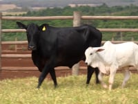 Lote 28